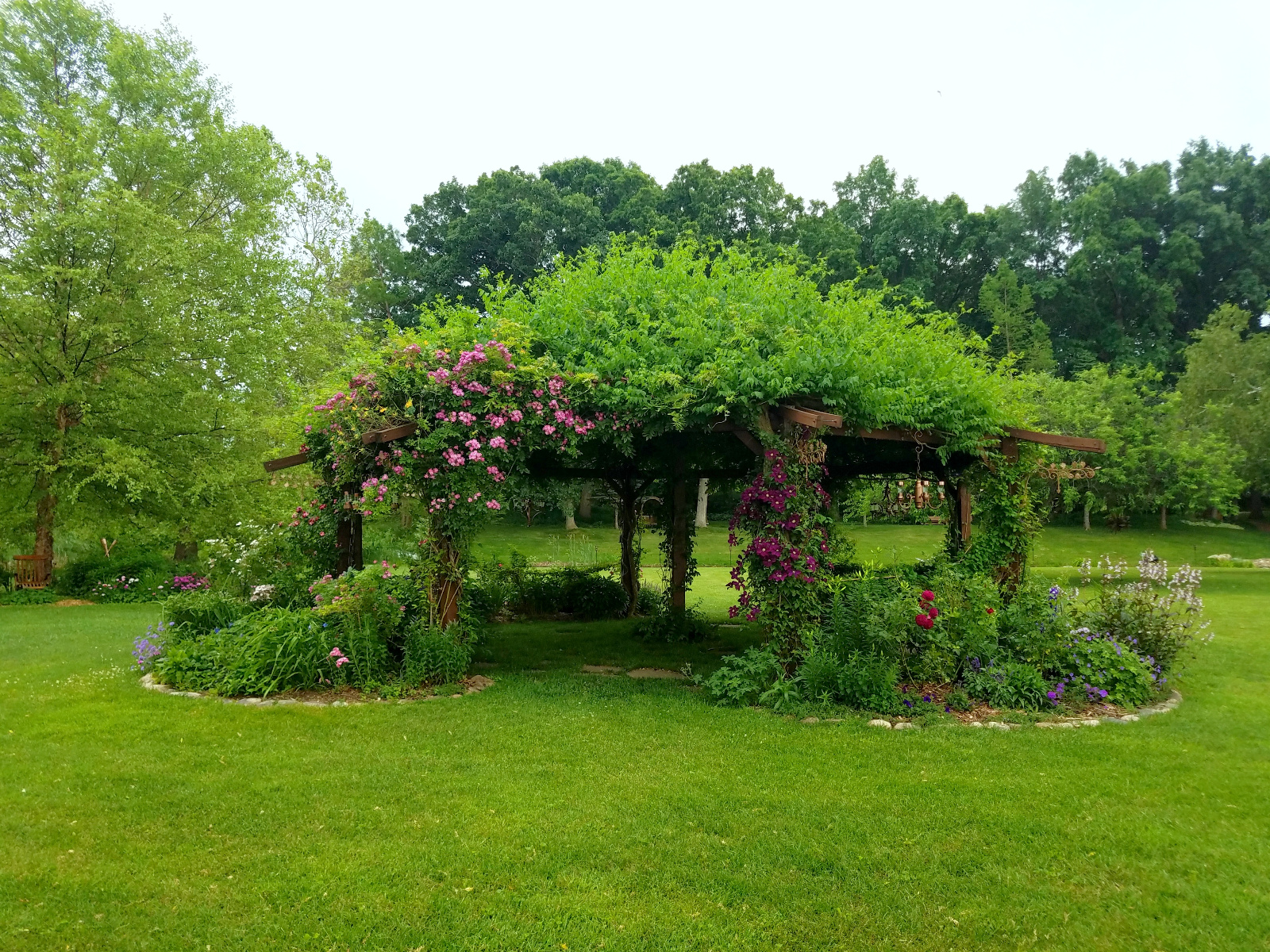 Climbing Rose intertwined with Honeysuckle, Scabiosa, Delphinium, Penstemon and end of Sweet William